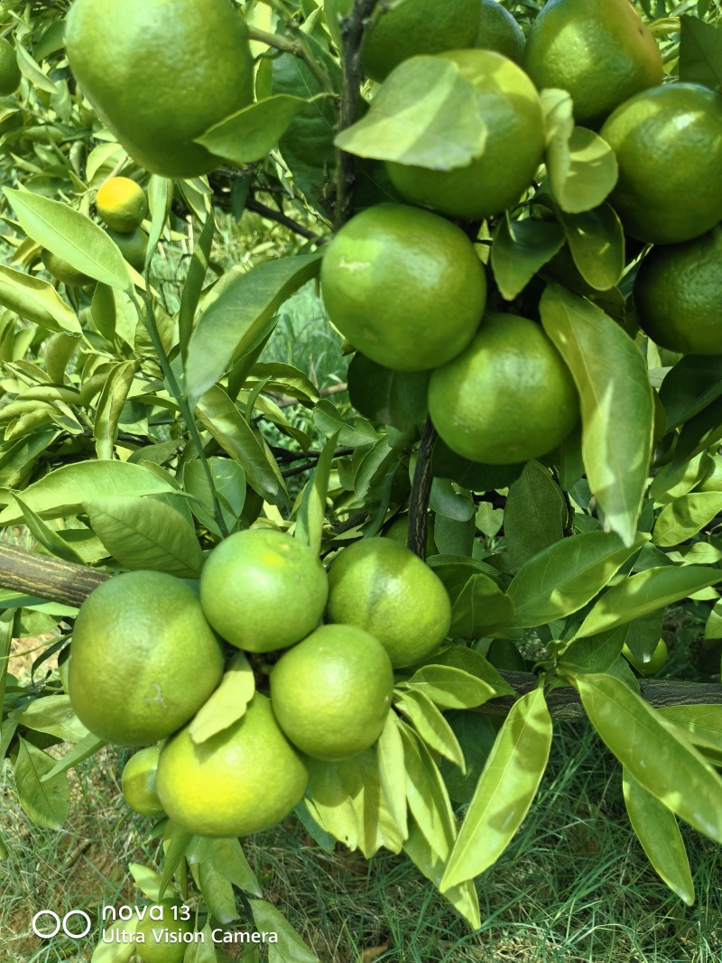 大芬四号蜜桔【大芬蜜橘】特早蜜橘，早熟蜜橘可发往全国！