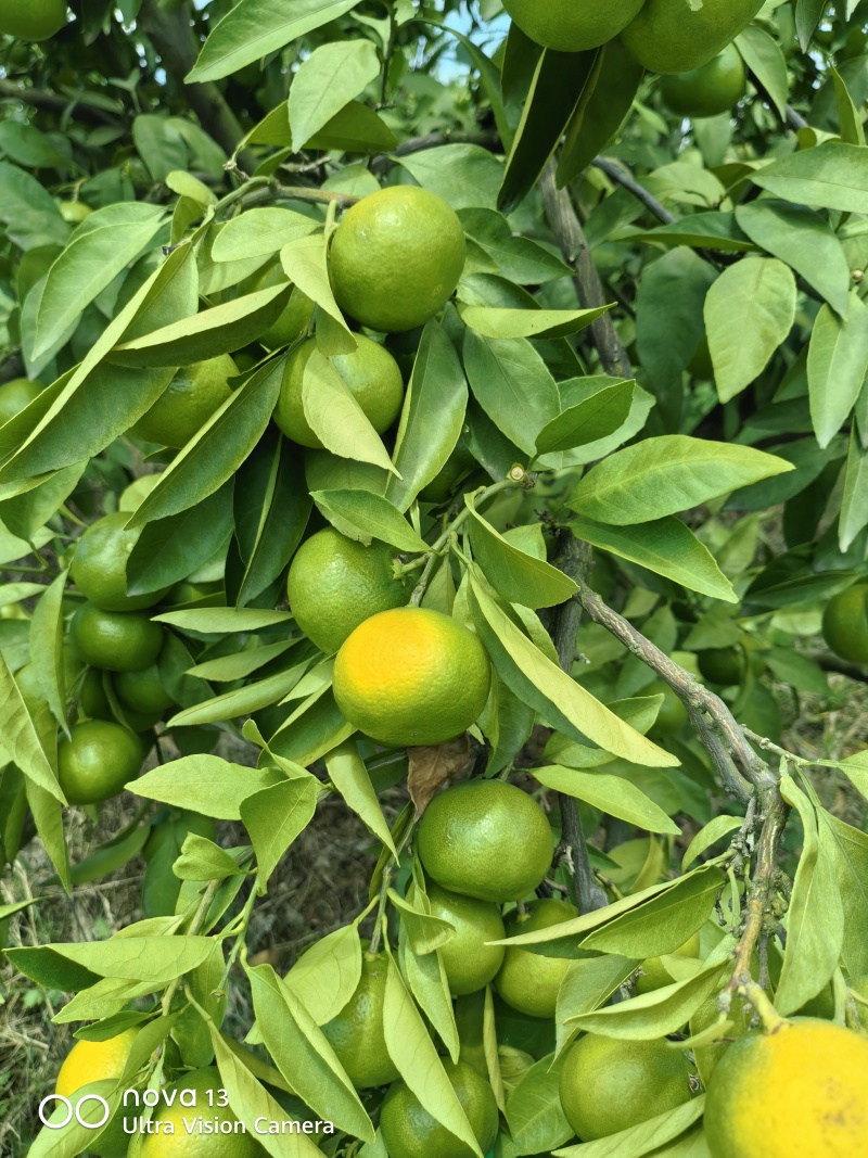 大芬四号蜜桔【大芬蜜橘】特早蜜橘，早熟蜜橘可发往全国！