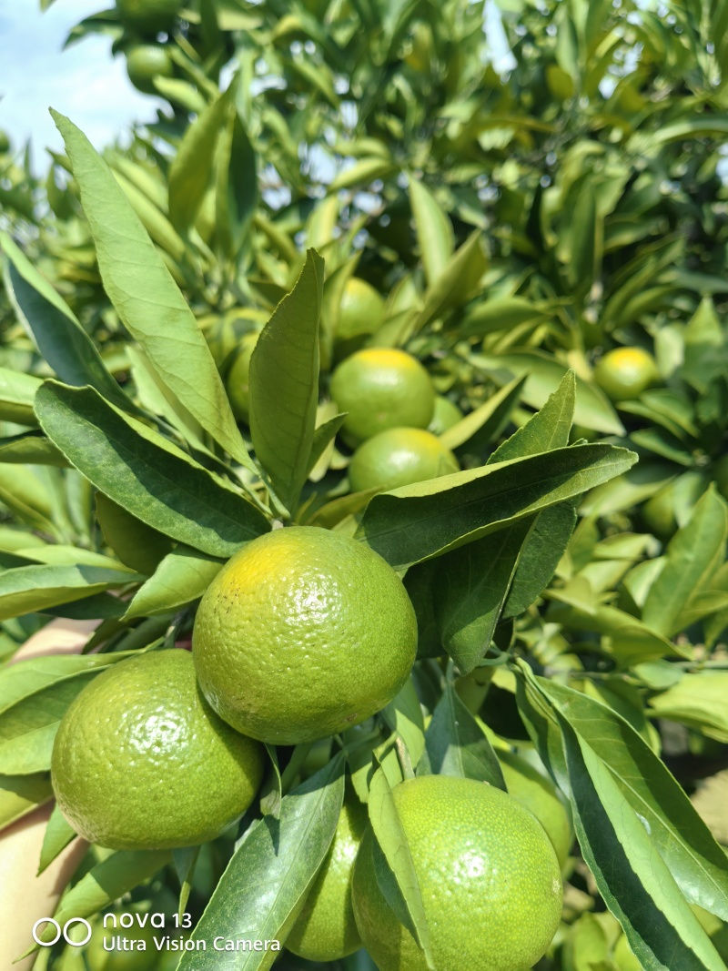 大芬四号蜜桔【大芬蜜橘】特早蜜橘，早熟蜜橘可发往全国！