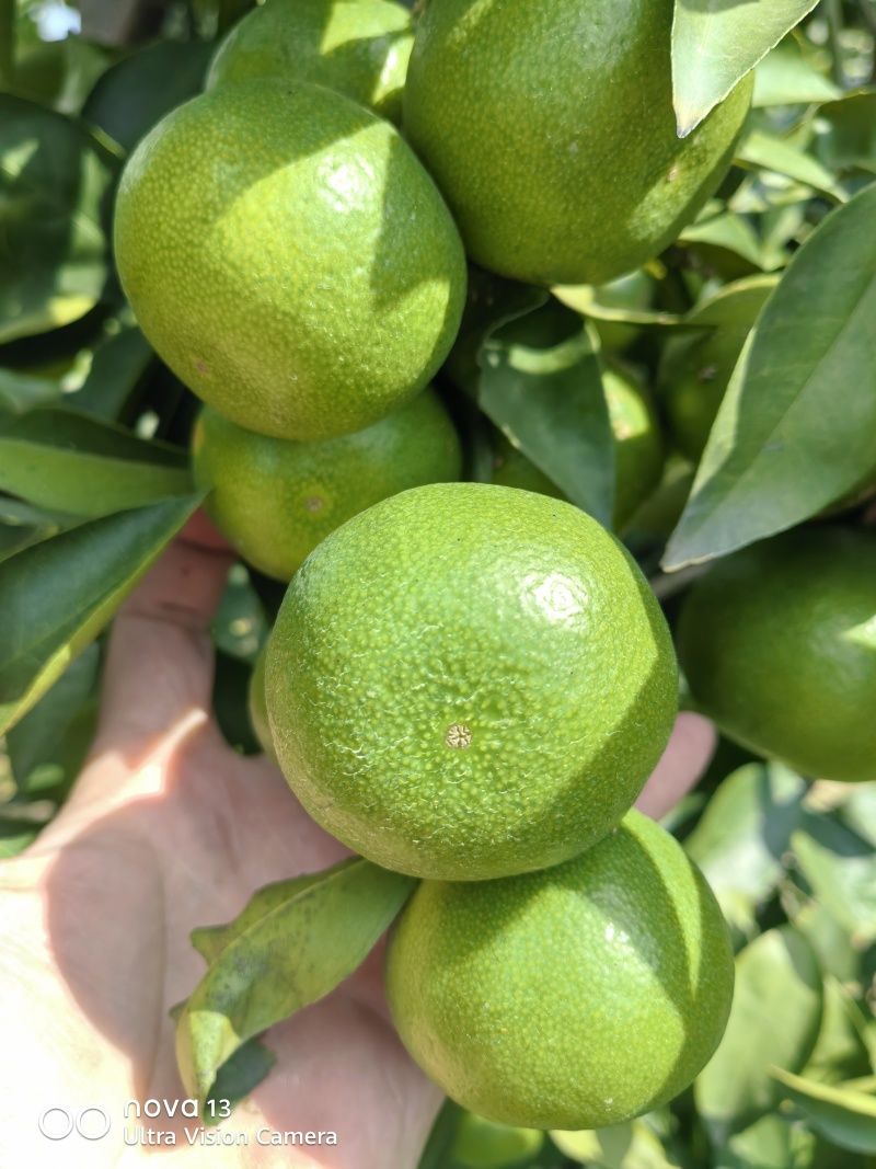 大芬四号蜜桔【大芬蜜橘】特早蜜橘，早熟蜜橘可发往全国！