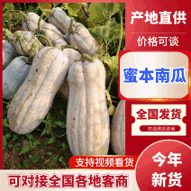 【视频看货】蜜本南瓜对接市场价格合理发货全国欢迎来电