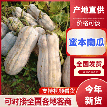 【视频看货】蜜本南瓜对接市场价格合理发货全国欢迎来电