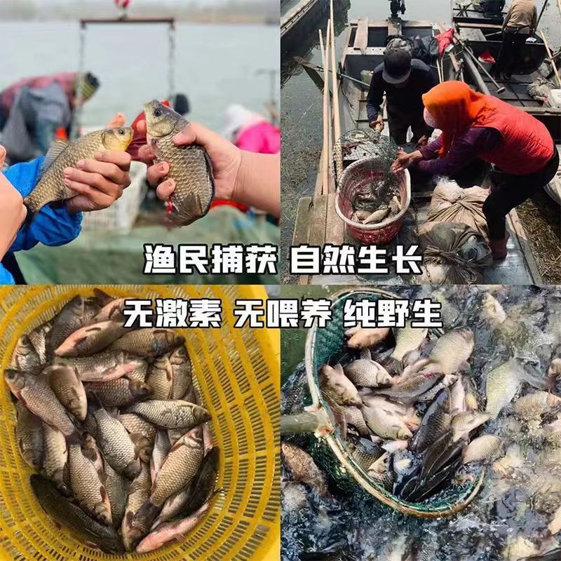 微山湖生态鲫鱼去鱼鳞净膛淡水鱼大小鲫鱼全国发货量大从优