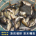 微山湖生态鲫鱼去鱼鳞净膛淡水鱼大小鲫鱼全国发货量大从优