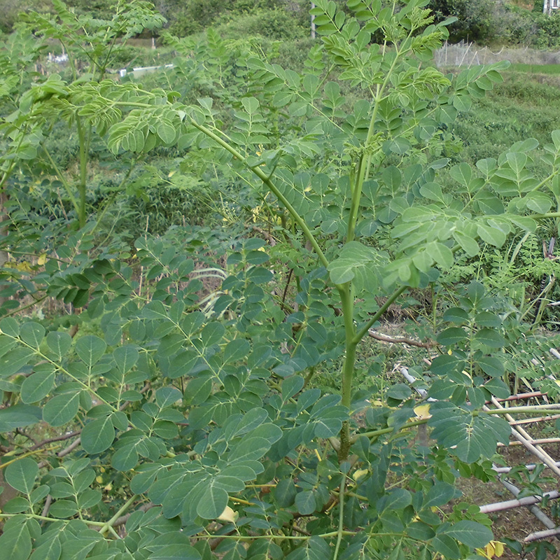 中药材辣木叶批发辣木干叶片辣木叶茶云南辣木叶