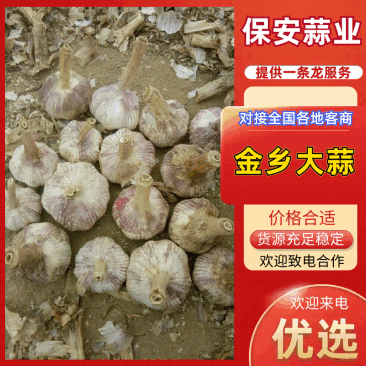 山东金乡优质大蒜专业储存质优价廉。有专业团队代购销。