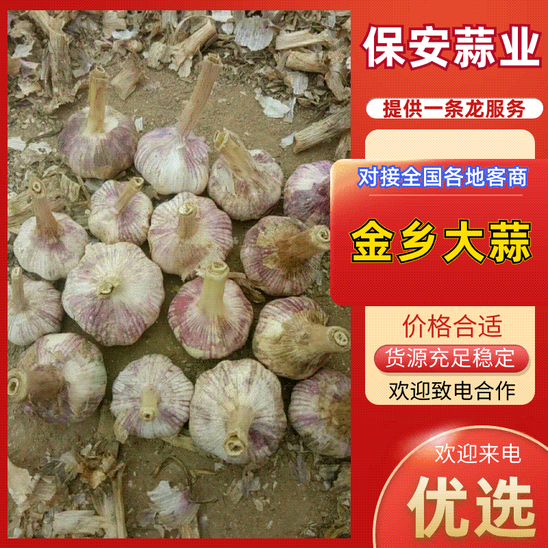 山东金乡优质大蒜专业储存质优价廉。有专业团队代购销。