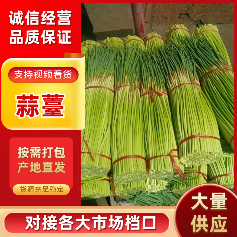 《精》山东鲜货红帽蒜薹金乡蒜苔质优价廉量大从优可视频