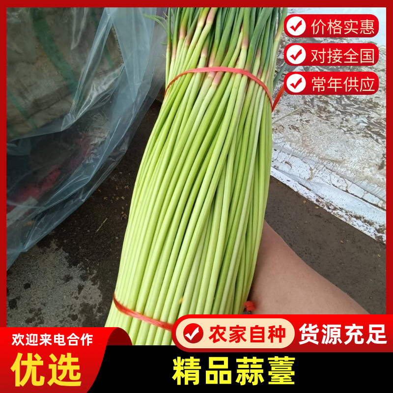 【实力货源】金乡新鲜红帽蒜薹视频看货质优价廉量大从优全年供应