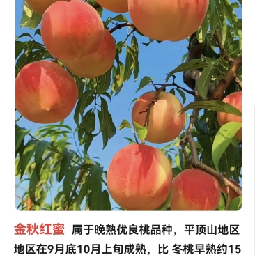 金秋红蜜晚熟优良桃9月底10月上旬成熟着色好品质优