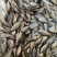 微山湖生态鳑鲏鱼新鲜净堂淡水鱼速冻通货全国发货量大从优