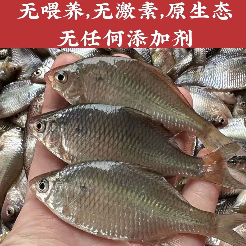 微山湖生态鳑鲏鱼新鲜净堂淡水鱼速冻通货全国发货量大从优
