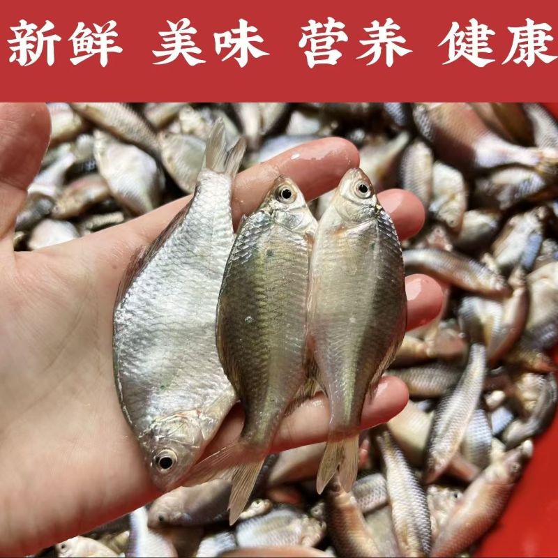 微山湖生态鳑鲏鱼新鲜净堂淡水鱼速冻通货全国发货量大从优