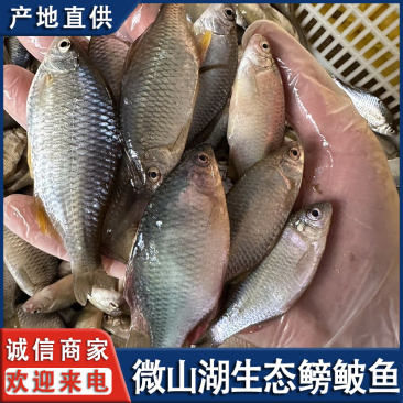 微山湖生态鳑鲏鱼新鲜净堂淡水鱼速冻通货全国发货量大从优