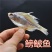 微山湖生态鳑鲏鱼干两个太阳自然晾晒阳干鱼全国发货量大从忧