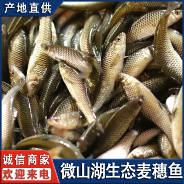 微山湖生态麦穗新鲜淡水鱼里古子罗汉鱼柳条全国发货量大从忧