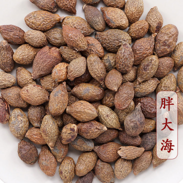 胖大海长果散装批发产地现货胖大海