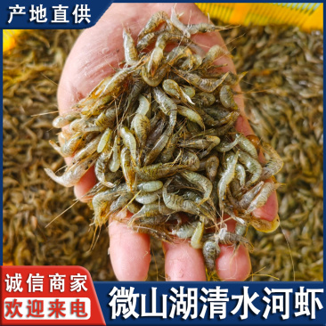 微山湖生态小河虾新鲜自然生长全国发货量大从优各大平台供货