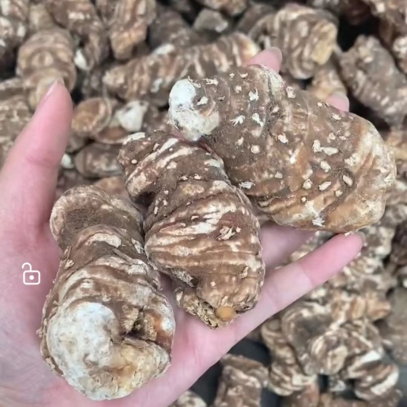 云南精选粉重楼片一手货源干货批发滇重楼个七叶一枝