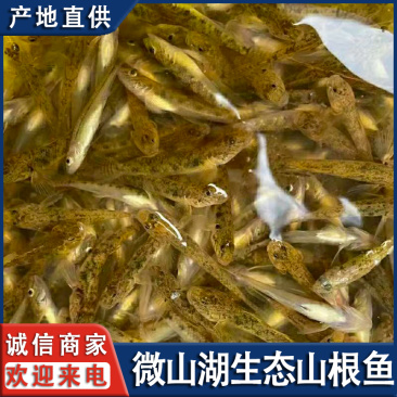 微山湖生态山根鱼淡水鱼新鲜小黄鱼趴地虎全国发货量大从忧