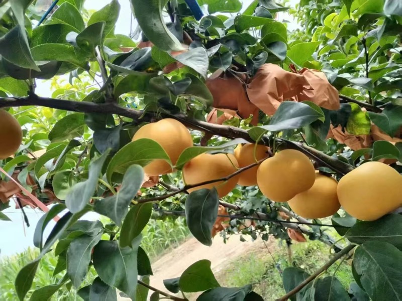 【水分足口】安徽砀山秋月梨口感好细嫩，对接市场商超全国发