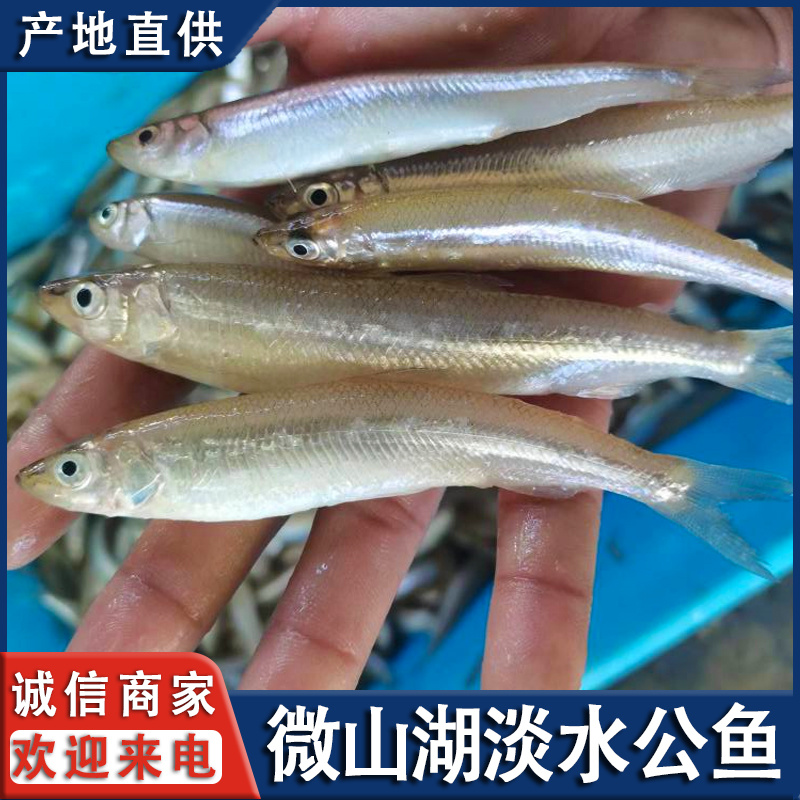 微山湖生态公鱼自然生长公鱼全国发货量大从忧