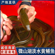 微山湖原生态自然生长黄鳝，鳝鱼段，鳝鱼丝。