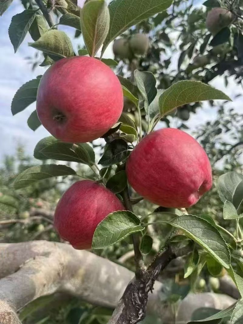 云南苹果红露苹果大量供应，一件代发，现摘现发，品质保证