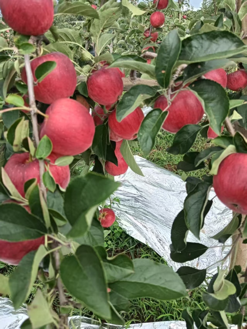 云南苹果红露苹果大量供应，一件代发，现摘现发，品质保证