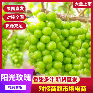 【实力供货】陕西阳光玫瑰葡萄颗粒大糖度高代发全国