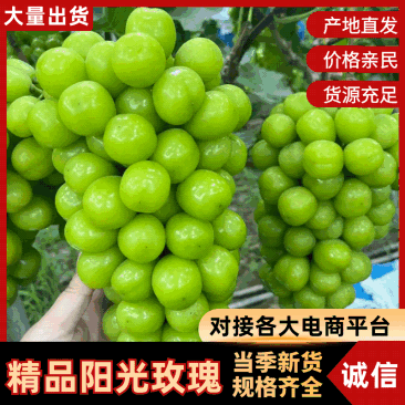 【放心购买】阳光玫瑰陕西阳光玫瑰葡萄产地直发代发全国