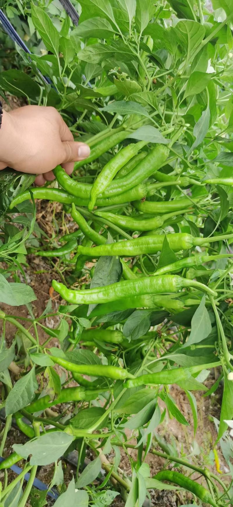 【大量现货】河南商丘鲜辣椒湘研55小辣椒货量大耐运输易储存
