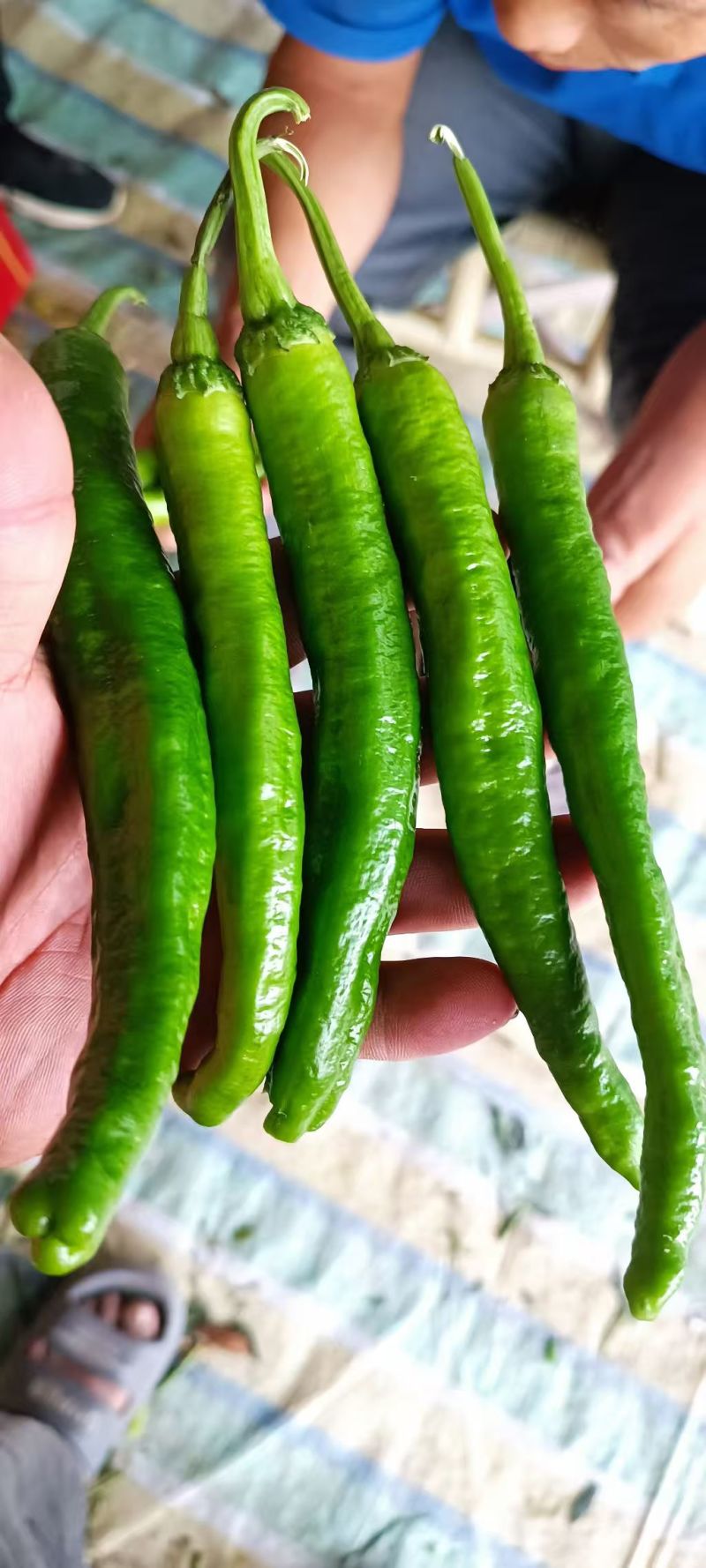【大量现货】河南商丘鲜辣椒湘研55小辣椒货量大耐运输易储存