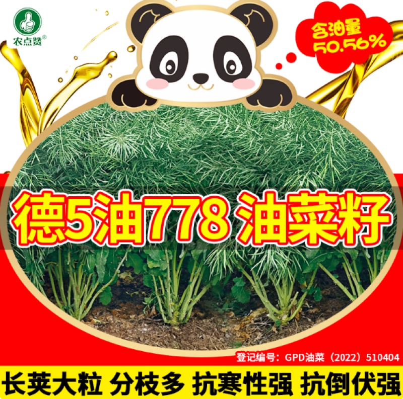 油菜籽-甘蓝型杂交品种耐寒抗倒