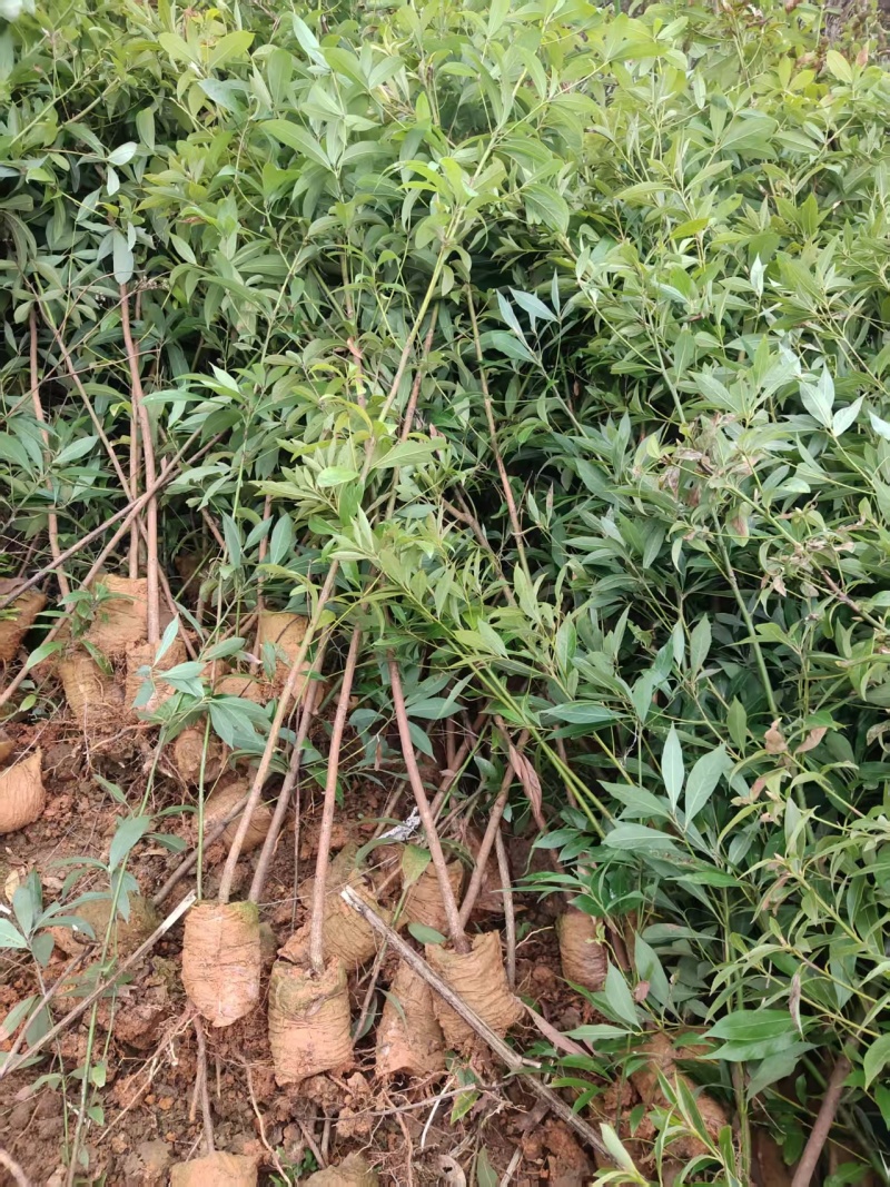 楠木杯苗货源充足价格实惠对接全国各地采购商欢迎咨询问价