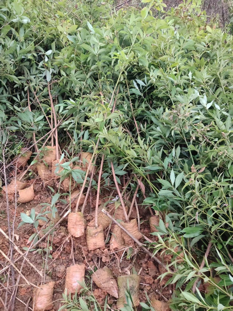 楠木杯苗货源充足价格实惠对接全国各地采购商欢迎咨询问价