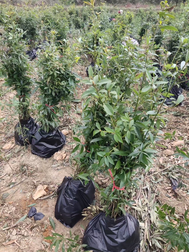 楠木杯苗货源充足价格实惠对接全国各地采购商欢迎咨询问价