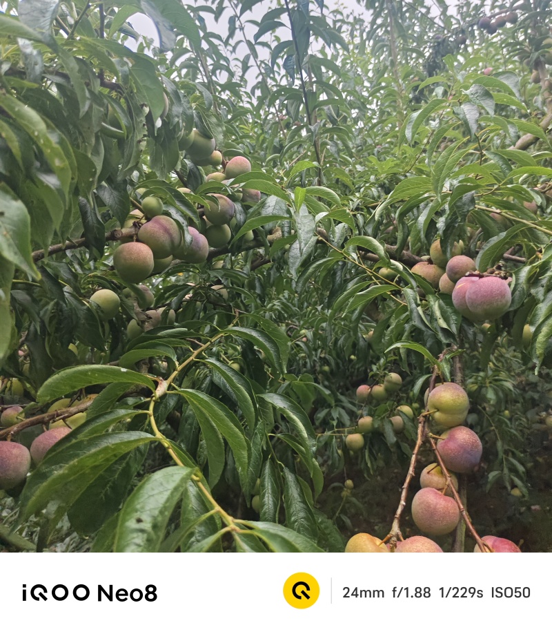 精选半边红李子大量供应四川基地直供质量保证全国发货