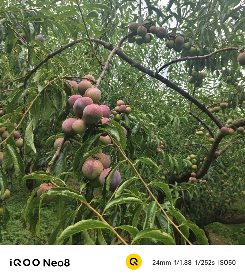 精选半边红李子大量供应四川基地直供质量保证全国发货