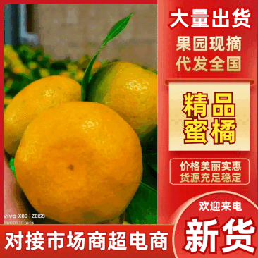 【实力推荐】蜜橘柑橘一手货源量大从优诚信经营欢迎咨询