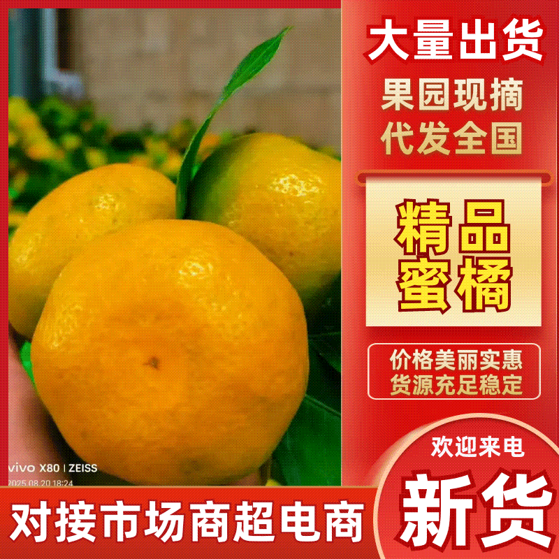 【实力推荐】蜜橘柑橘一手货源量大从优诚信经营欢迎咨询