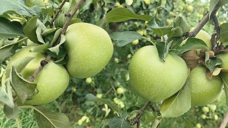 山西秦冠苹果新鲜上市量大从优欢迎采购热卖中一手货源质量好