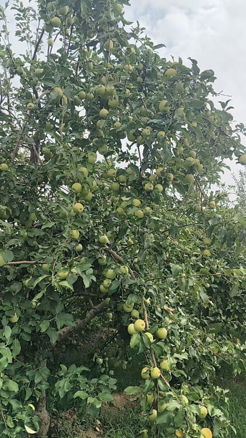 山西秦冠苹果新鲜上市量大从优欢迎采购热卖中一手货源质量好