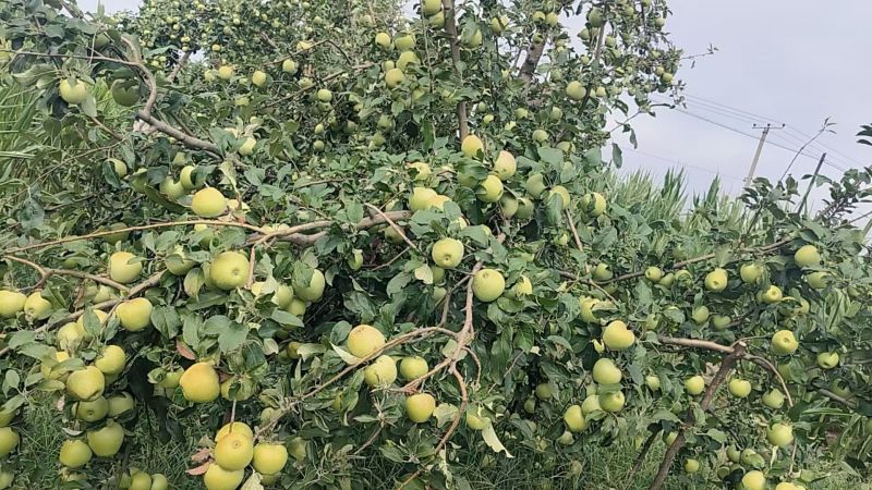 山西秦冠苹果新鲜上市量大从优欢迎采购热卖中一手货源质量好