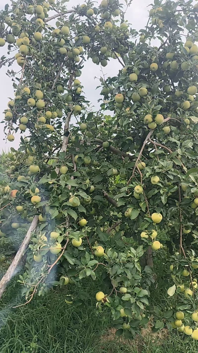 山西秦冠苹果新鲜上市量大从优欢迎采购热卖中一手货源质量好