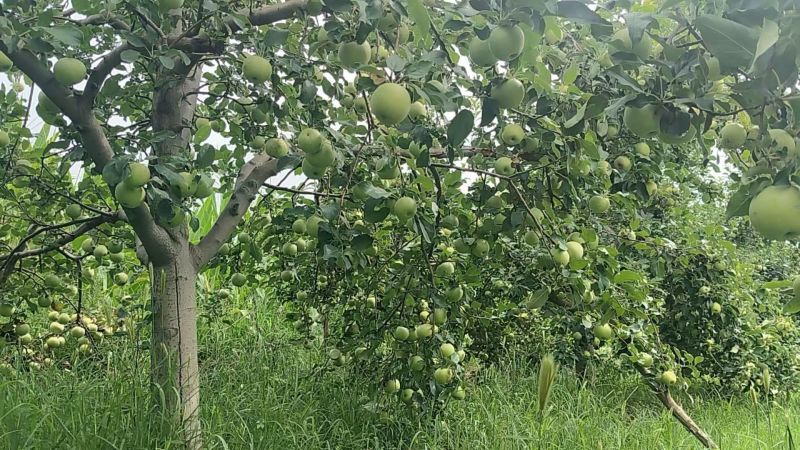 山西秦冠苹果新鲜上市量大从优欢迎采购热卖中一手货源质量好