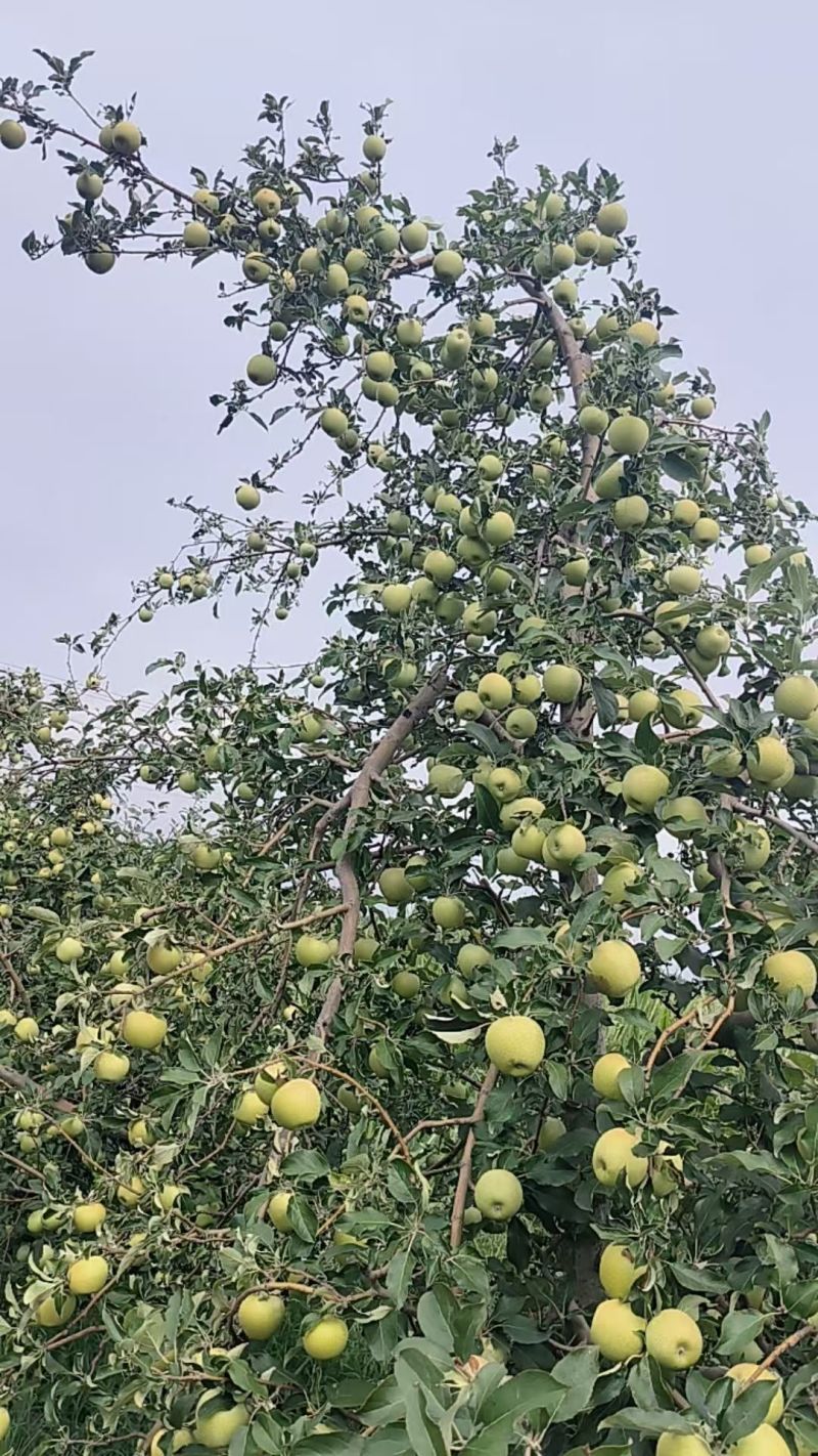 山西秦冠苹果新鲜上市量大从优欢迎采购热卖中一手货源质量好