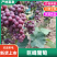 【精品巨峰葡萄】散串软质巨峰葡萄价格实惠颗粒均匀品质保证