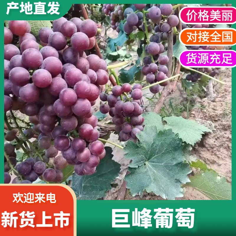 【精品巨峰葡萄】散串软质巨峰葡萄价格实惠颗粒均匀品质保证