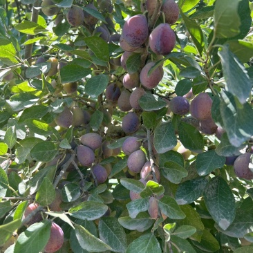 法兰西梅基地直销量大质优价格优惠一手货源